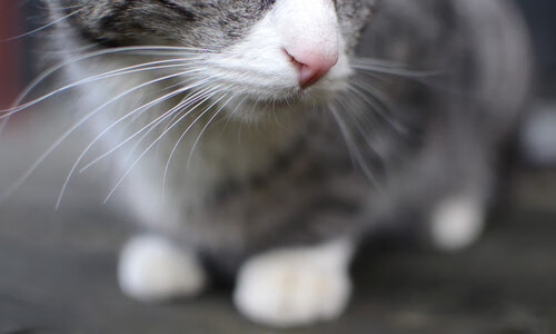 随机意甲火热开打，明星球员精彩表现不断刷屏，意甲十大巨星