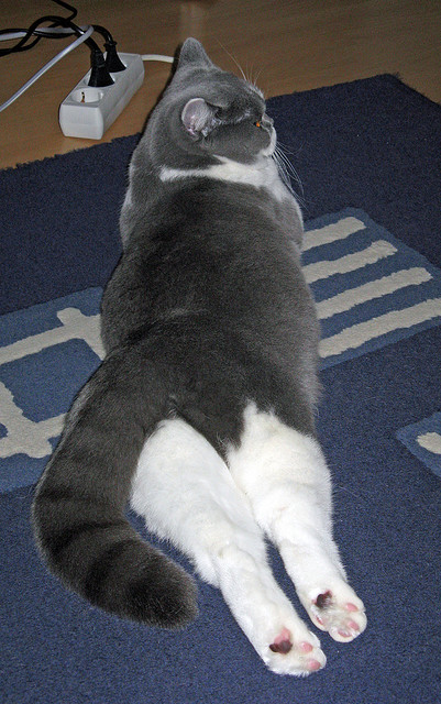 随机战术花样：不同教练的战术创新与变革，教练战术板