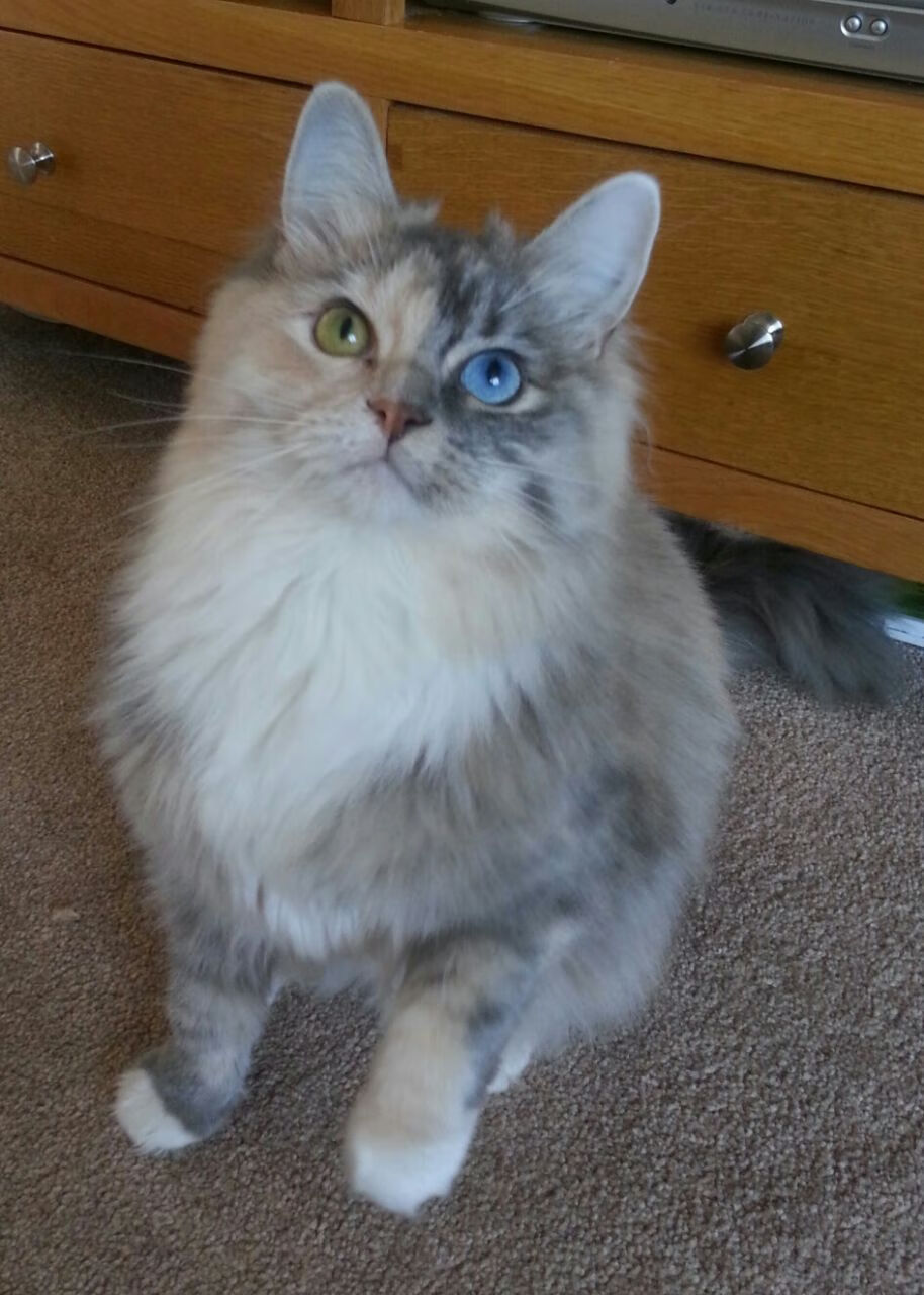 随机最难忘的“逆转逆袭”瞬间，点燃欧冠激情，欧冠被逆转最多的球队