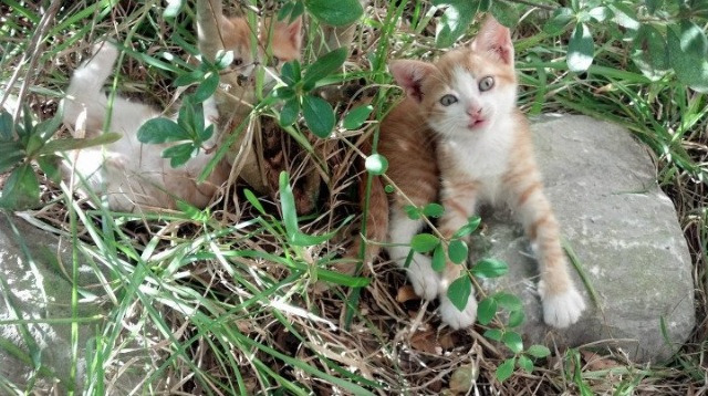 随机逆境中的团队默契显现：哪些战术更成功？，团队默契的基础是什么