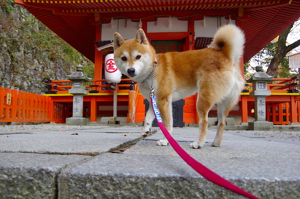 随机内马尔加盟利雅得新月引发热潮，内马尔亚军