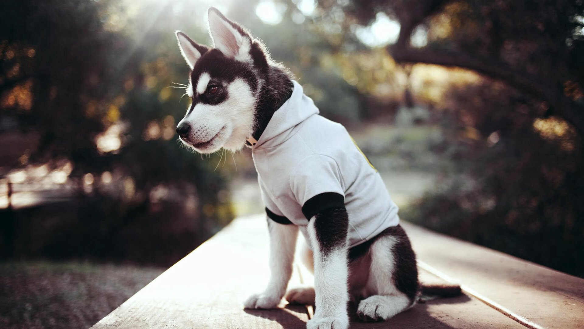 随机切尔西艰难获胜，欧冠半决赛惊心动魄！，切尔西艰难获胜,欧冠半决赛惊心动魄视频