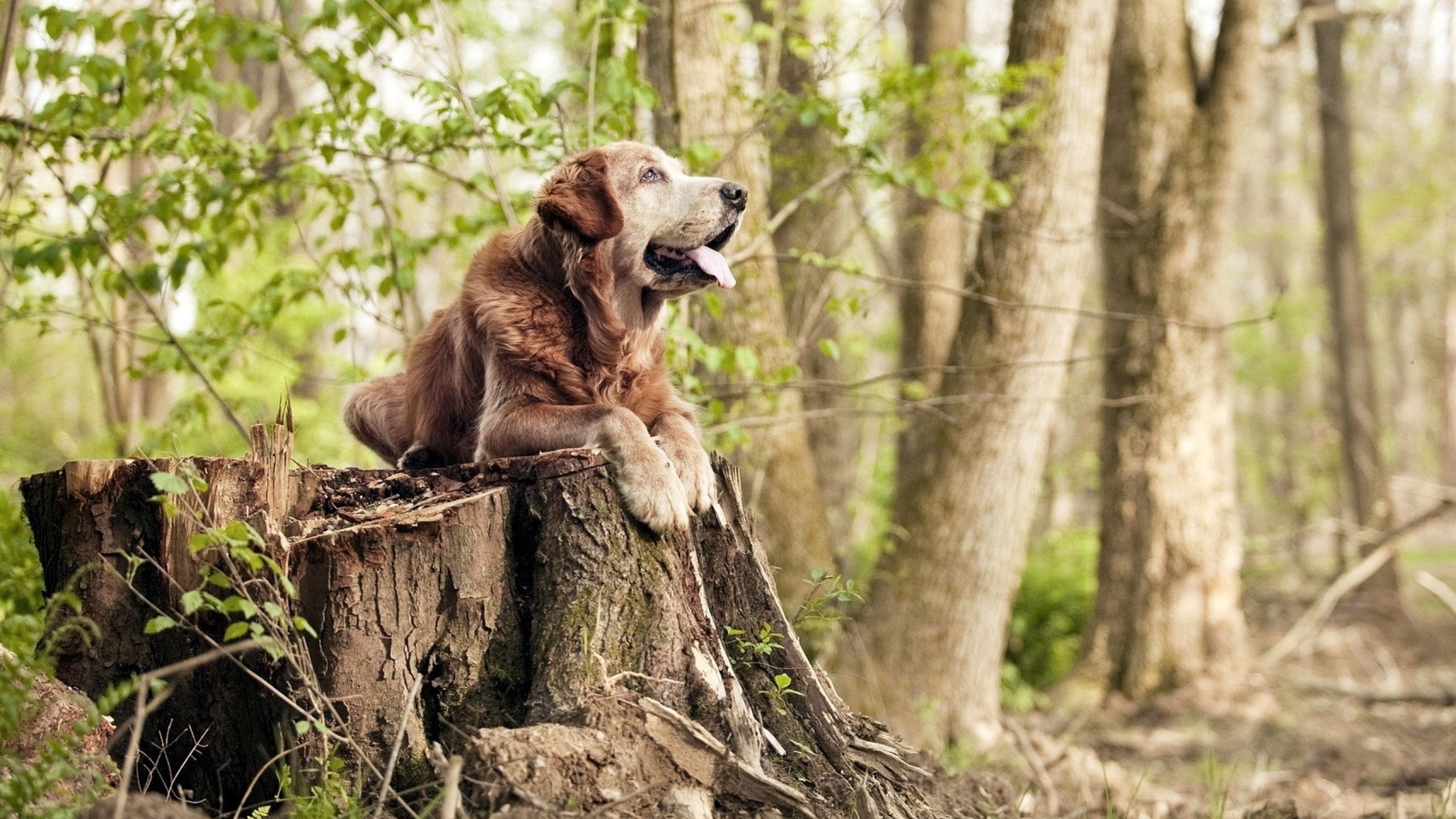 随机女足世界杯球迷文化节庆活动，女足世界杯参赛球队