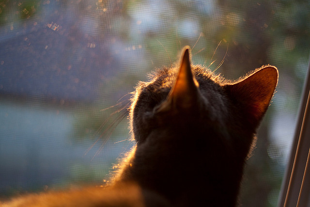 随机广岛三箭遭遇困境，不过他们从不言败，广岛三箭吧