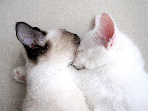 随机杜塞尔多夫迎战柏林赫塔，争夺胜利，杜塞尔多夫对