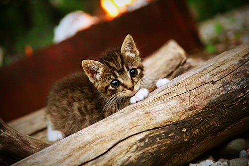 随机腾讯电竞赛事推动行业规范化，腾讯电子竞技大赛