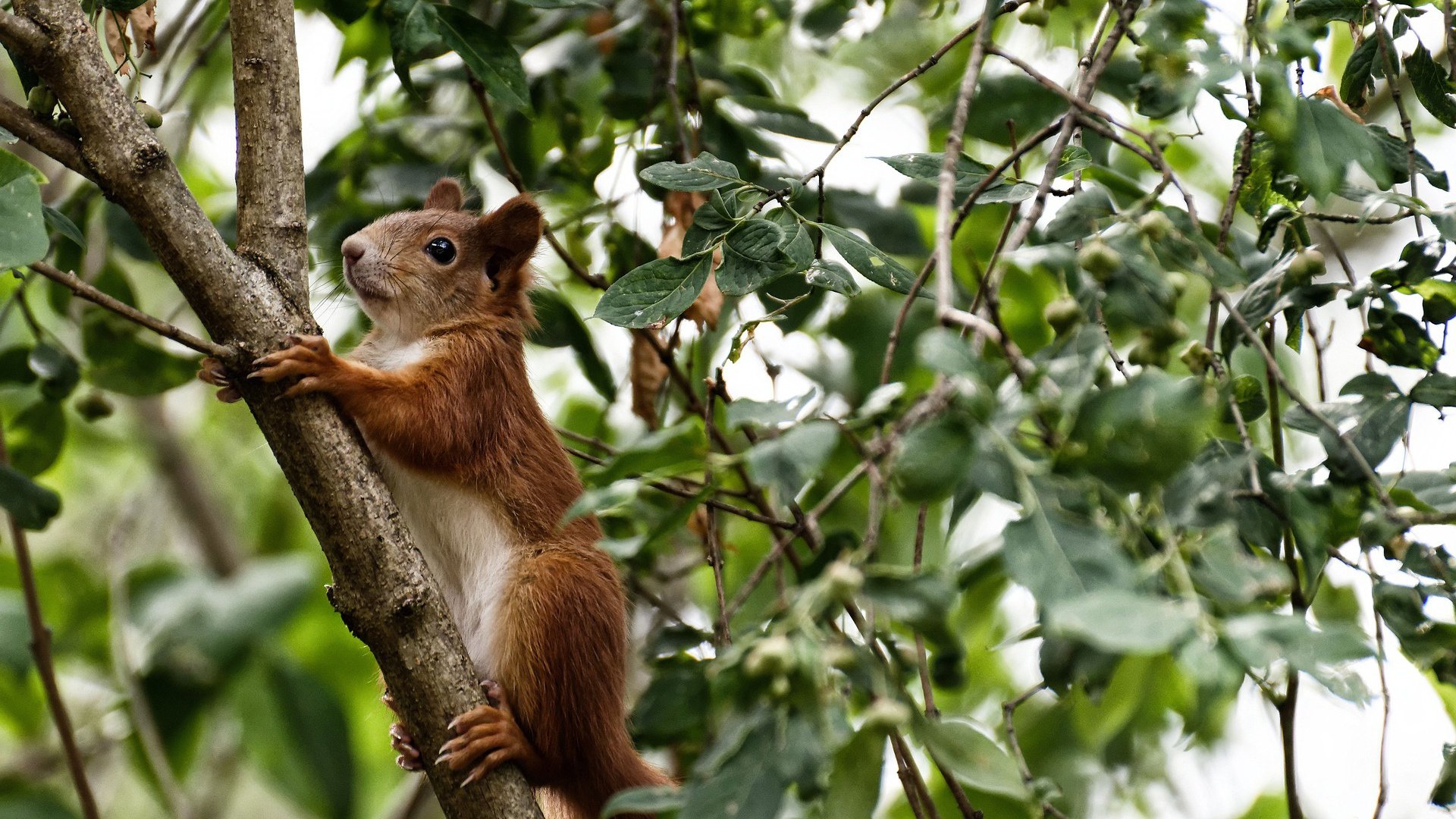 随机NBA球队战术调整与临场指挥机制探讨，nba战术讲解