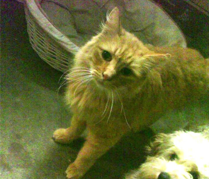 随机中国篮球青少年篮球体能发展规律研究，中国篮球青少年篮球体能发展规律研究报告