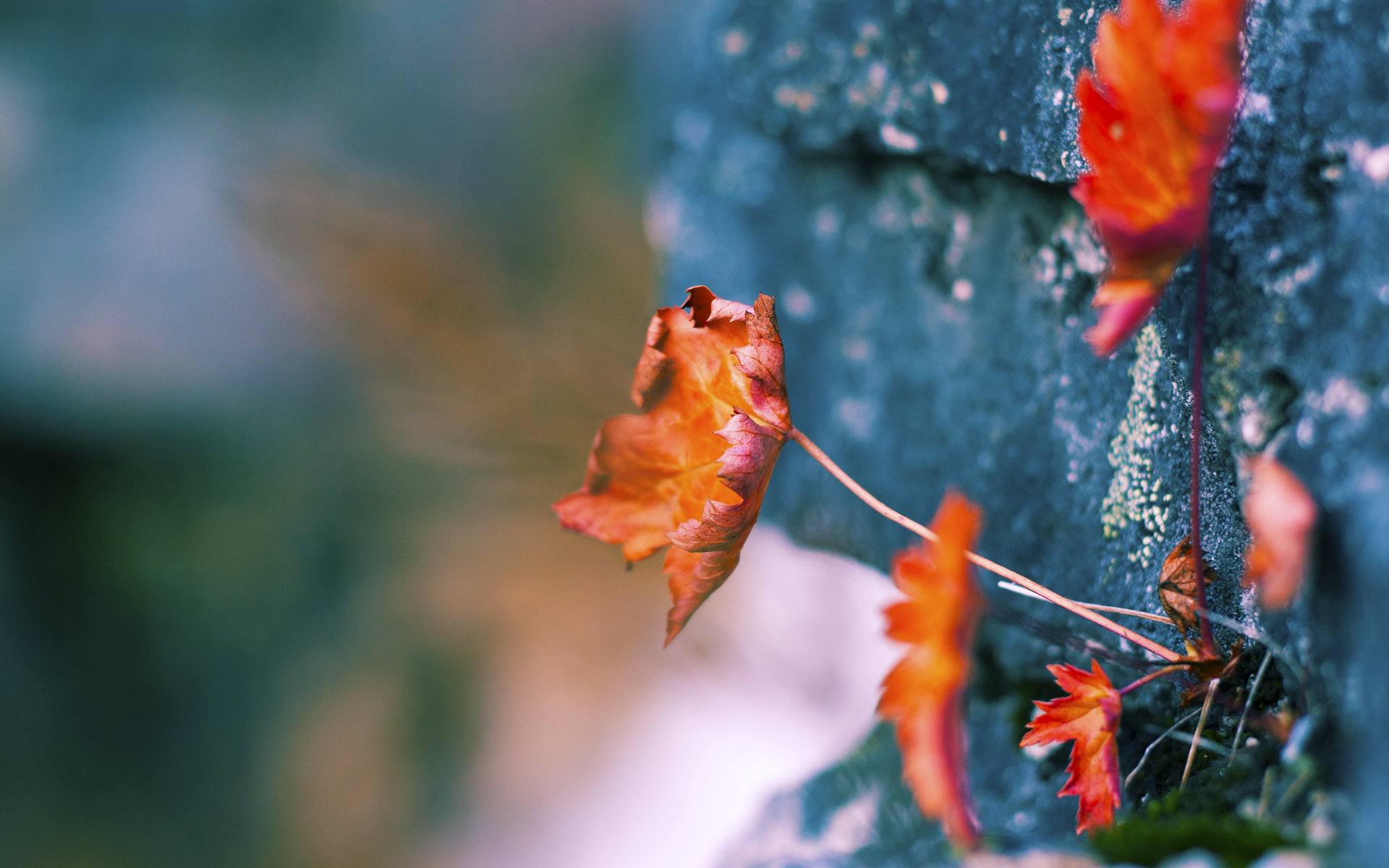 爱游戏平台-中国足球职业俱乐部青少年培训项目全面展开，中国足协青少年培训注册规定