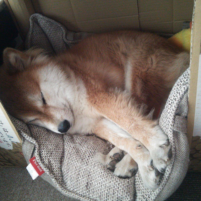 李冰洁冲刺阶段表现令人惊艳,李冰洁训练视频